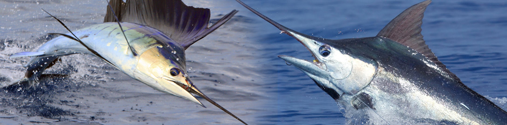 FISH LIFE EXPECTANCY