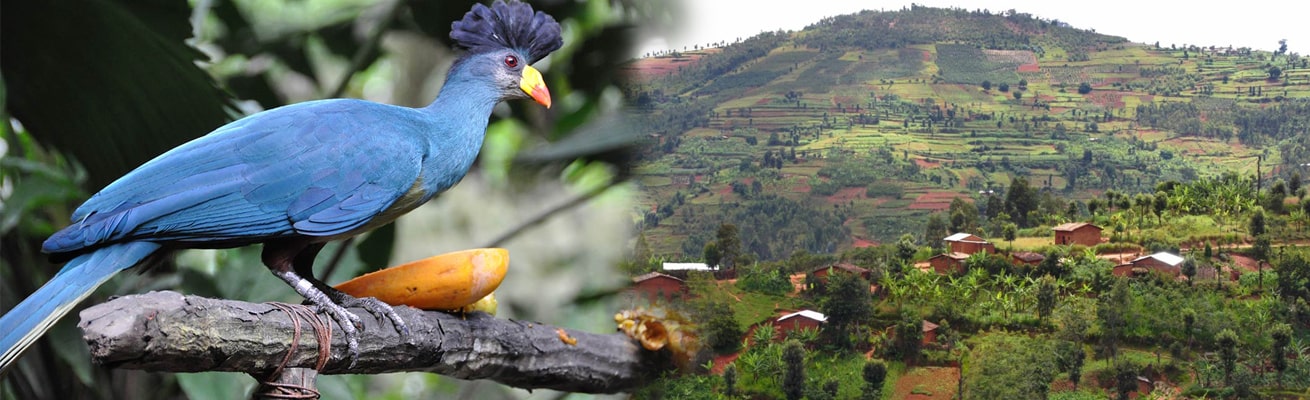 HEALTH PROFILE BURUNDI