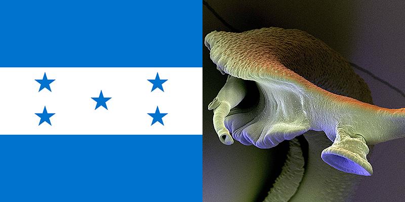 schistosomiasis guatemala