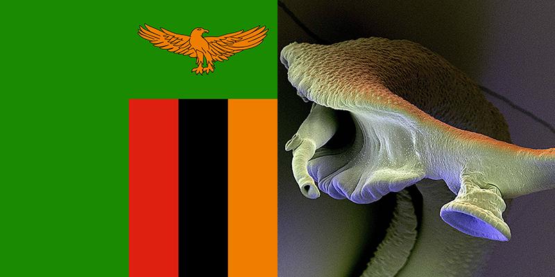 Schistosomiasis zambezi folyó A világ leghosszabb folyói